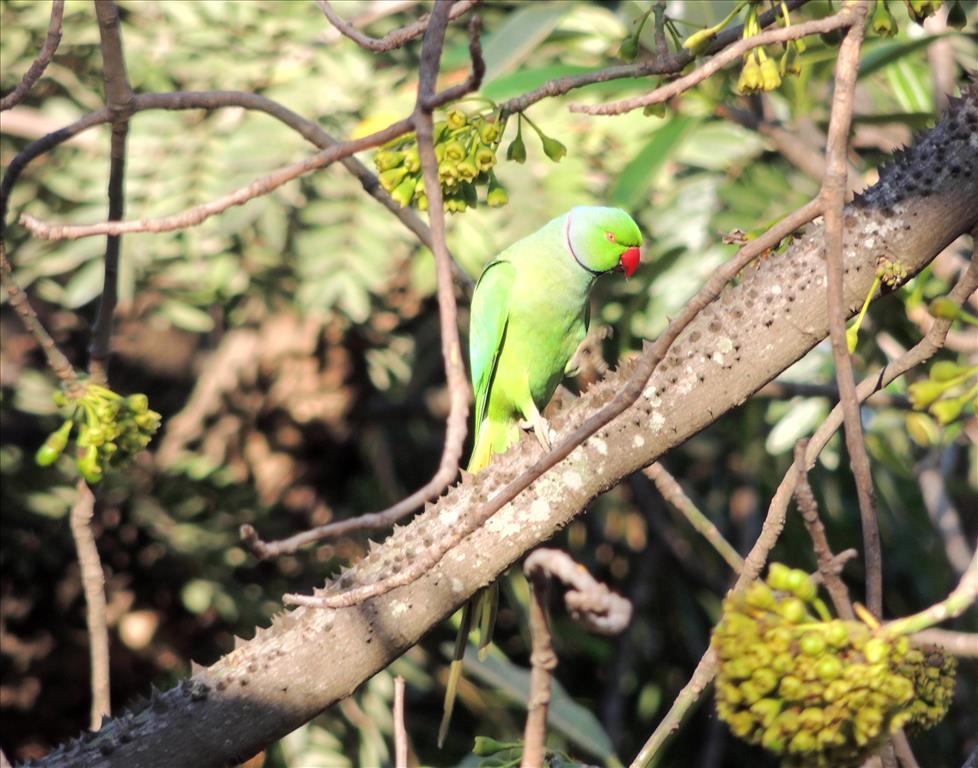 Parrot