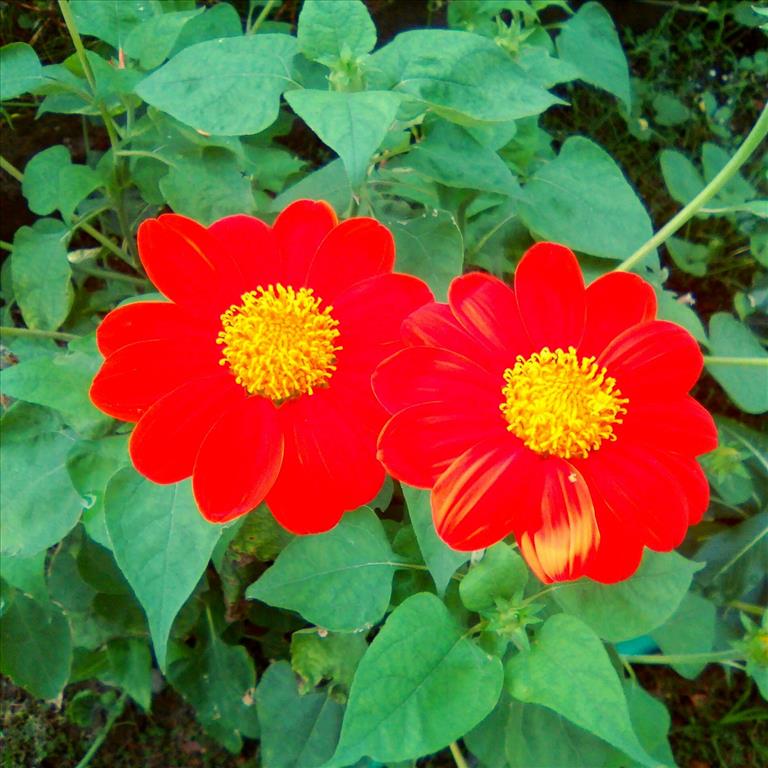 RED FLOWER