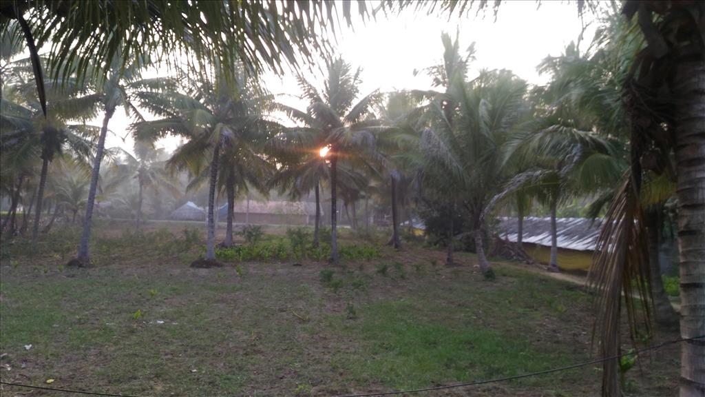 Trees centre of the sun