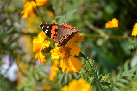 Butterfly