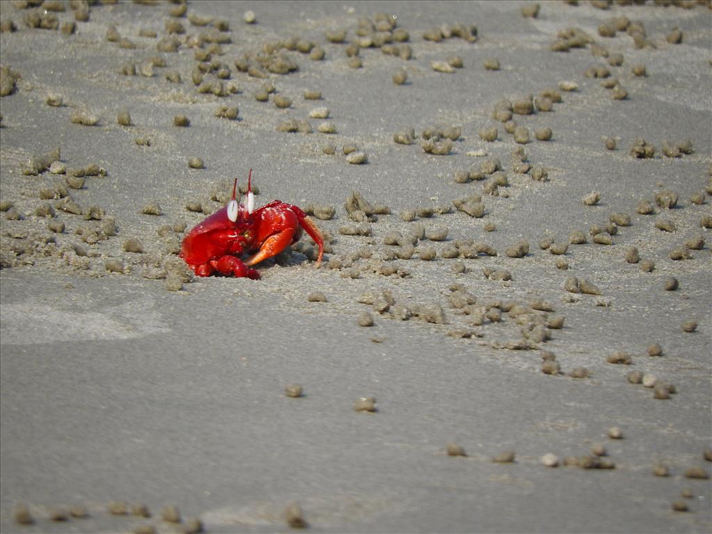 The Red Crab
