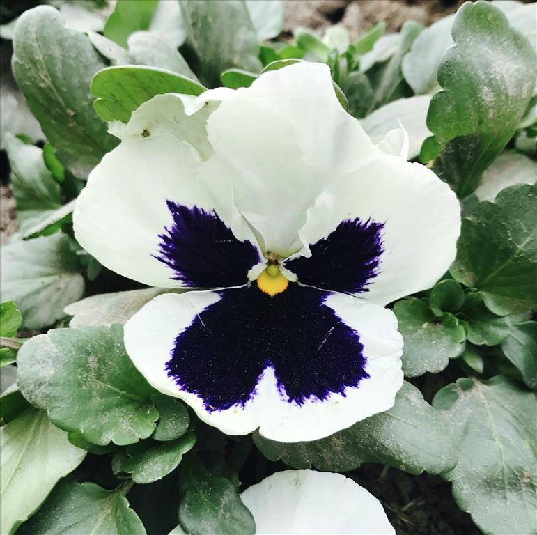 Butterfly Flower