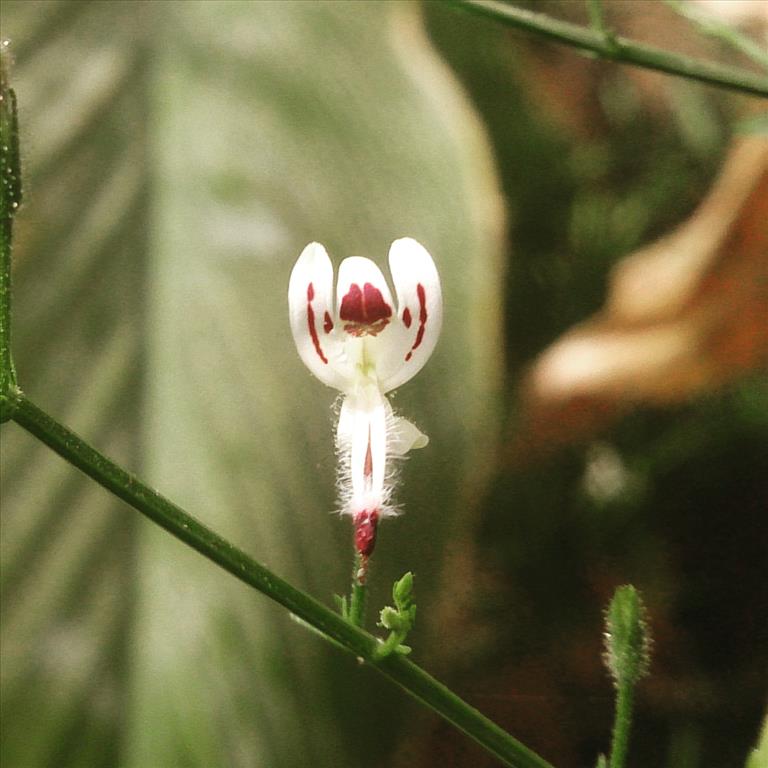 TRANSFORMER FLOWER