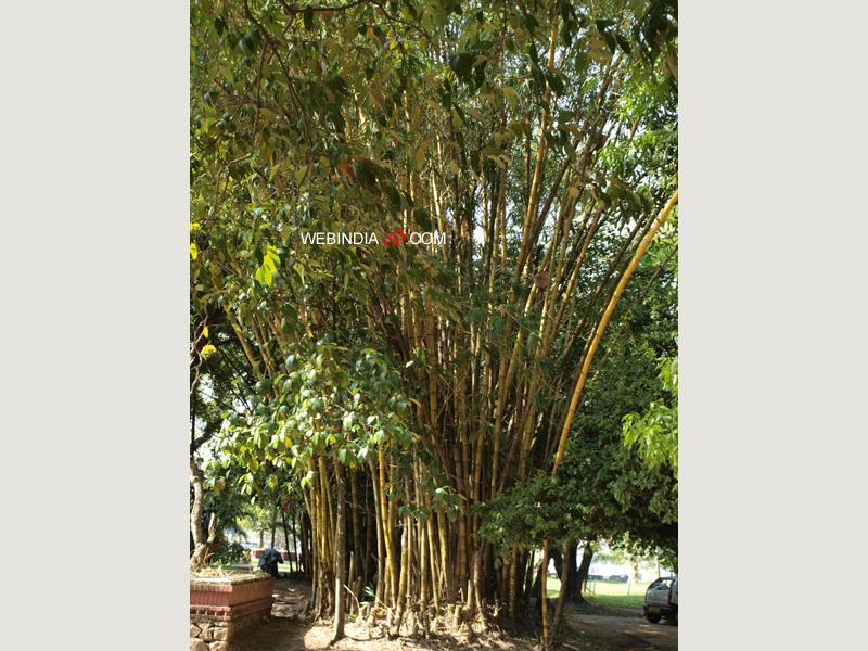 Bamboo plants at Bolghatty Island