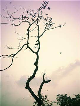 Fly