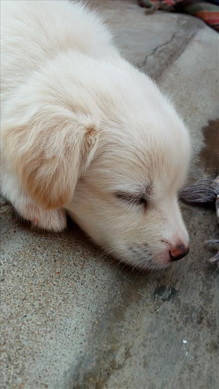 Cute Puppy