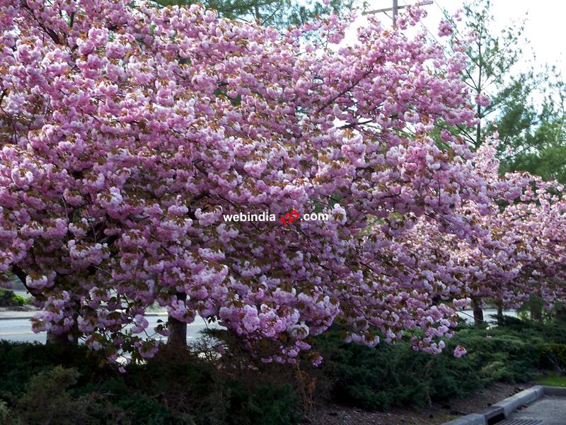 Spring Time