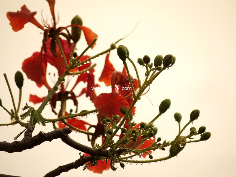 Gulmohar Flowers