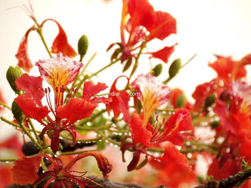 Gulmohar Flowers