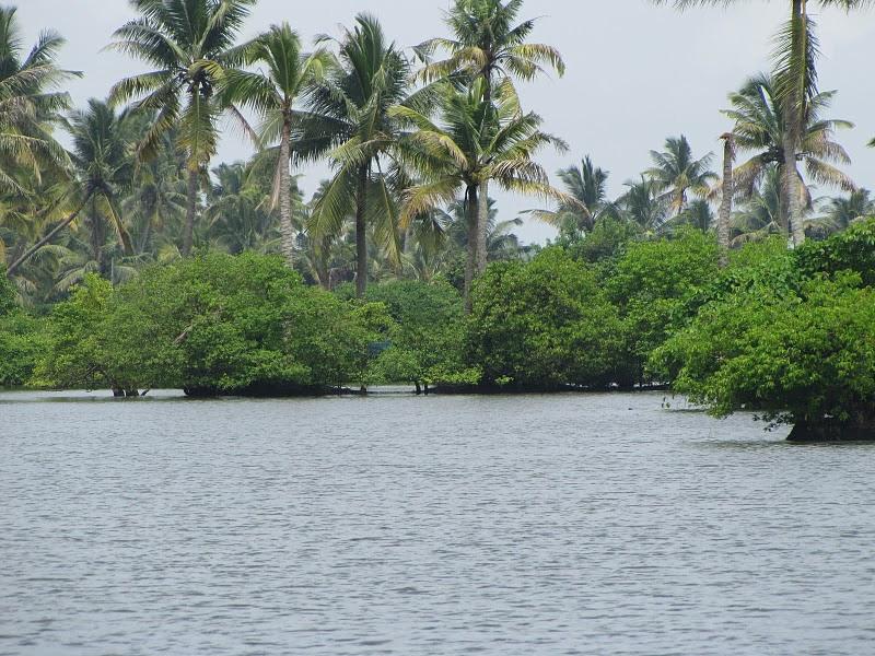 Cooconut Trees, Kerala