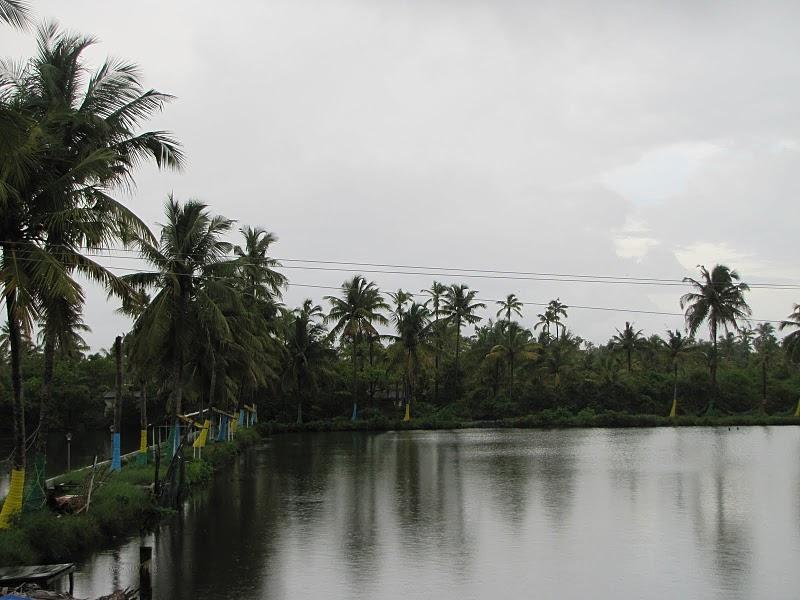 A view of coconut trees