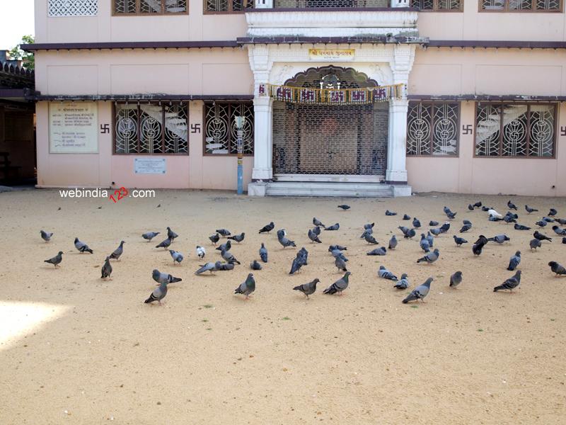 Pigeons infront of The Dharmanath Jain temple