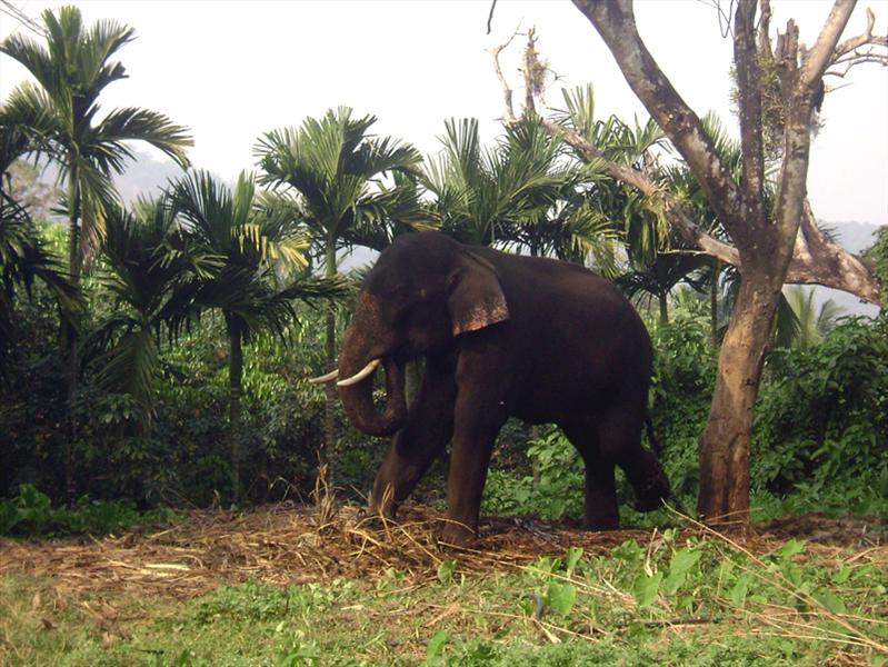 Elephant at Kodanad
