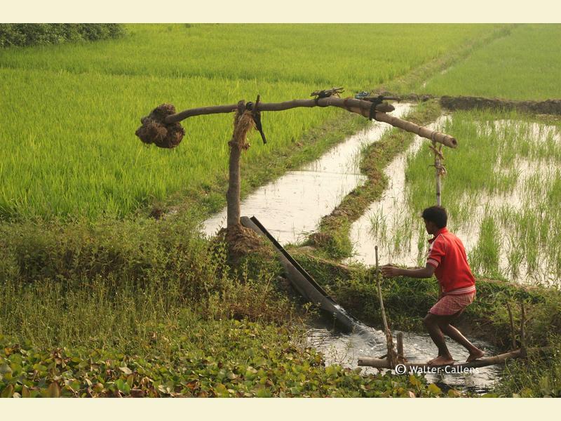 Irrigation of the rice fields in Orissa.