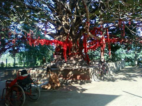 Banyan tree near Jalpesh Temple