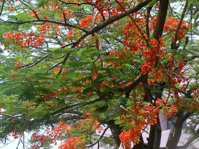 Gulmohar