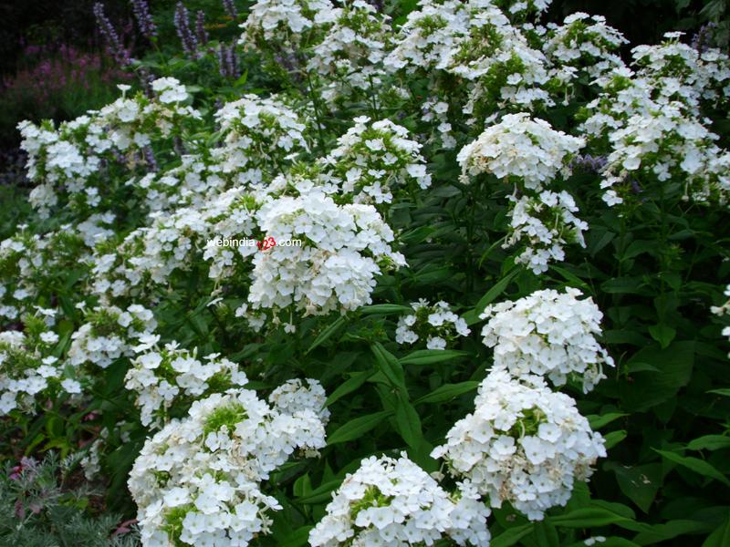 Flowers in Central Park, New York City