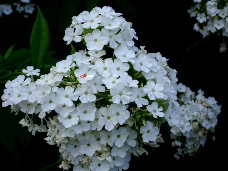 Flowers in Central Park, New York City