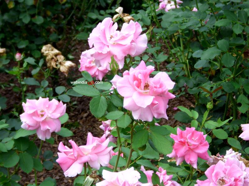 Roses at Conservatory Garden, New York