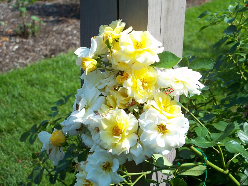 Yellow Roses, Ohio Garden