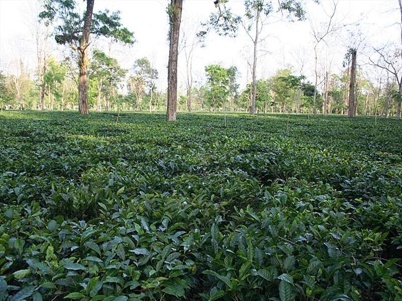 Tea Garden, Assam