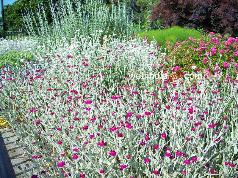 Flowers at Carl Schurz Park, New York