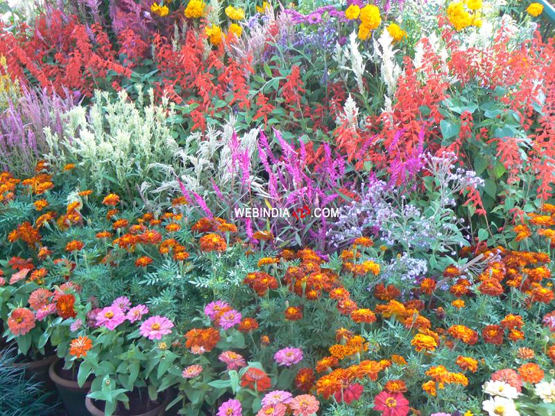 Lalbagh Flower and Horticulture Show 2010