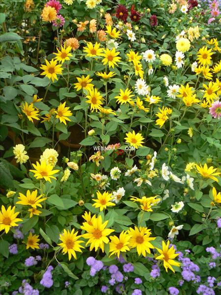Lalbagh Flower and Horticulture Show 2010