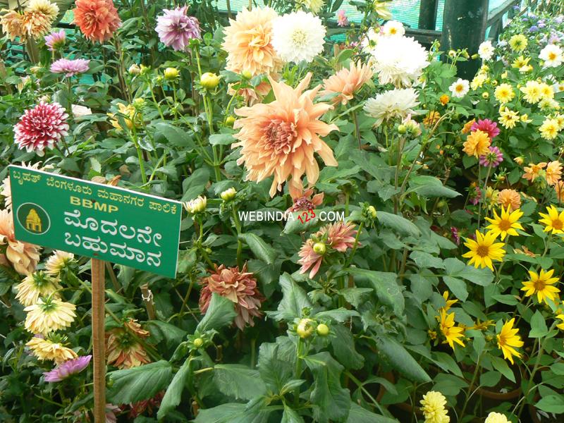 Lalbagh Flower and Horticulture Show 2010