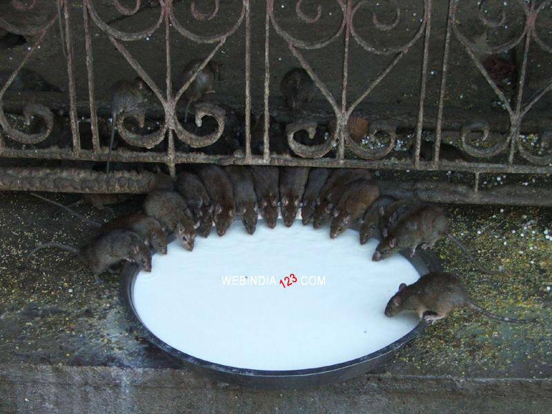 Rats at Karni Mata Temple