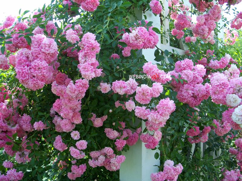 Pink roses at Ohio Garden