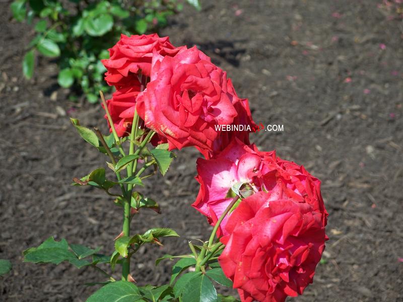 Red roses at Ohio Garden