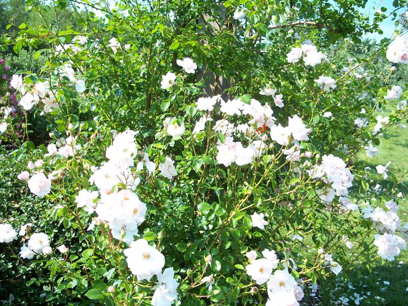White roses at Ohio Garden