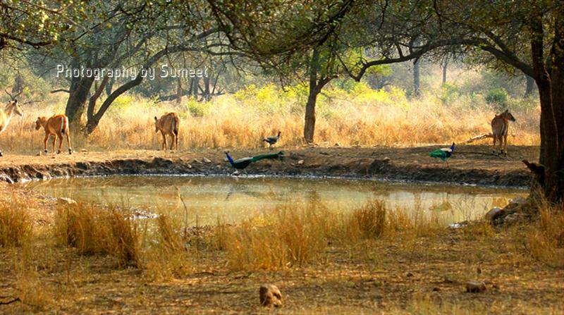 Sariska Tiger Reserve