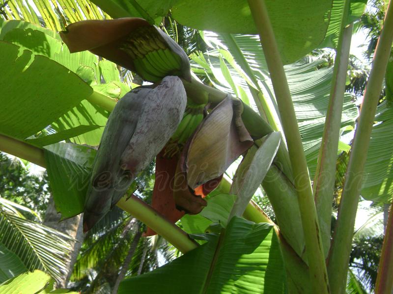 Banana Plant
