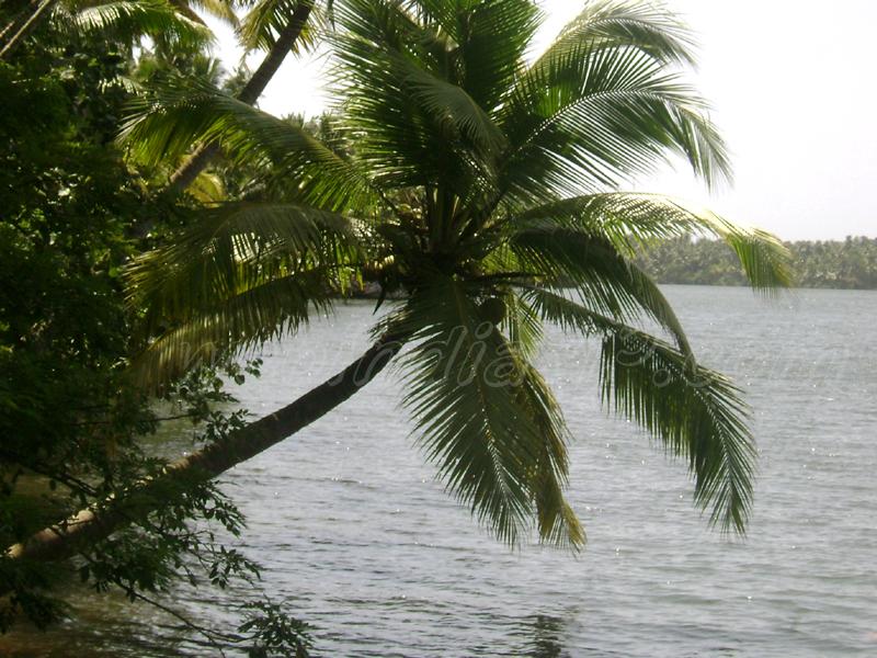Coconut tree - Kerala