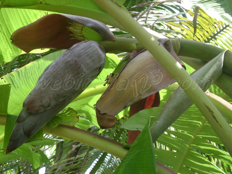 Banana Plant - Kerala