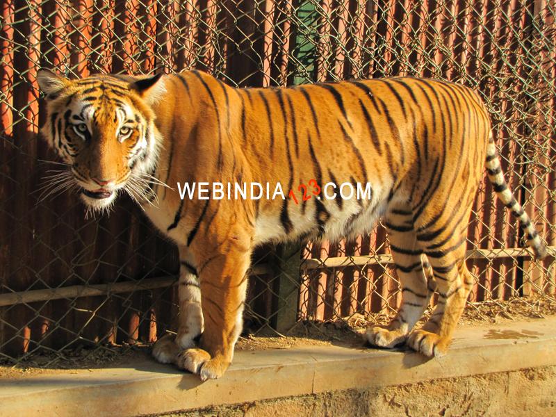 Tiger at Bannerghatta National Park