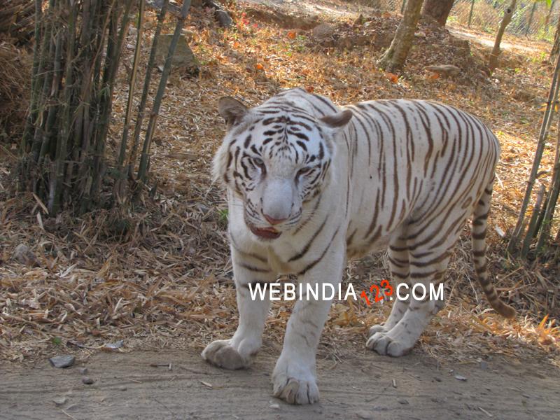 White Tiger at Bannerghatta National Park