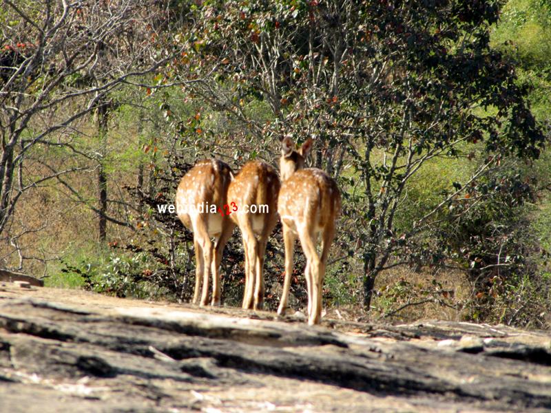 Deer at Bannerghatta National Park