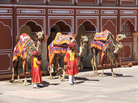 Camel infront of the Amber Fort- Rajasthan