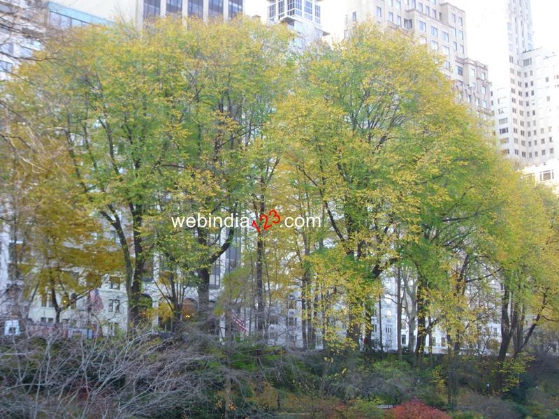 The Central Park, New York