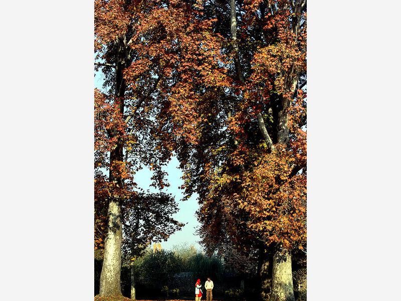 A couple walking on the dry chinar leaves in Srina