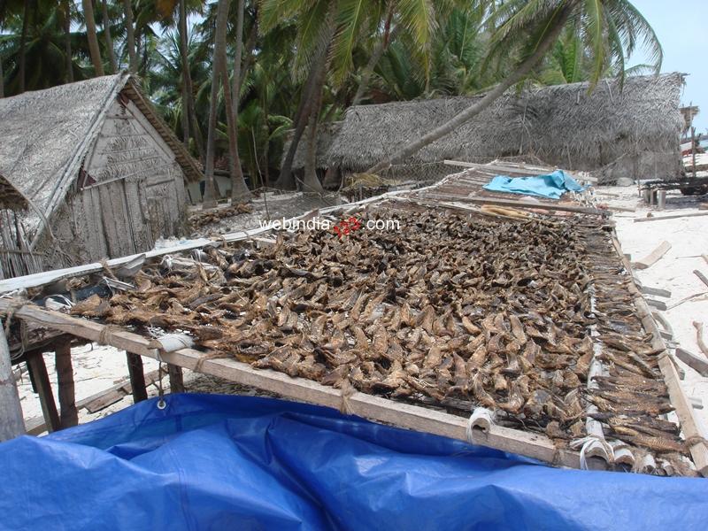 Dried Fish, Agatti Island, Lakshadweep