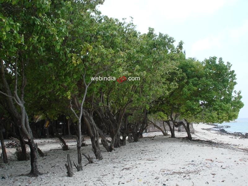 Trees at Agatti Island, Lakshadweep