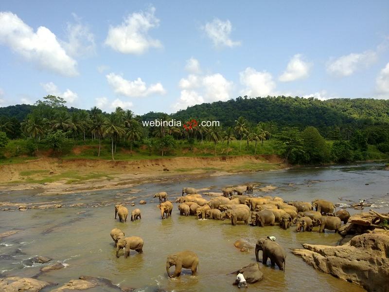 The Pinnawela Elephant Orphanage