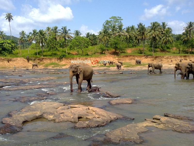 The Pinnawela Elephant Orphanage