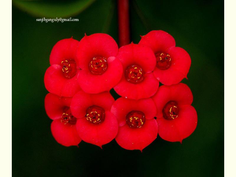 Euphorbia Close up