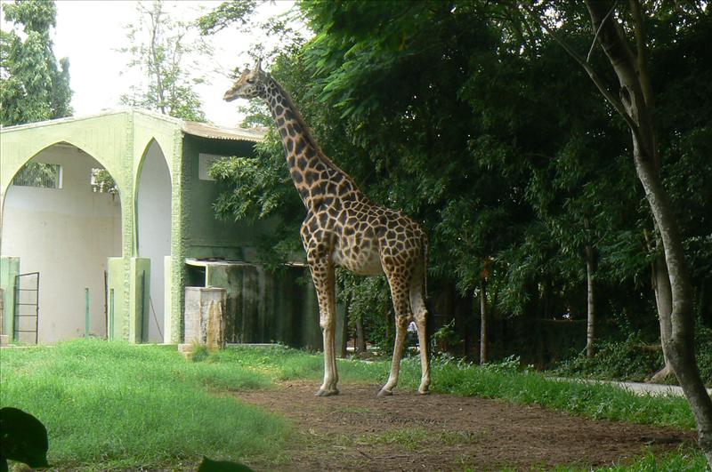 Giraffe