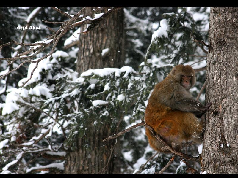 A Monkey atop a tree in snow covered Gulmarg.